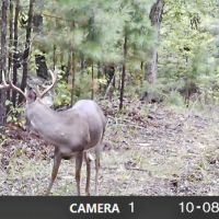 Oklahoma Hunting Land for Sale  Pushmataha images 6