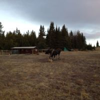 2079 Acre Wyoming Cattle Ranch- PRICE REDUCTION images 5