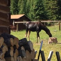 2079 Acre Wyoming Cattle Ranch- PRICE REDUCTION images 3