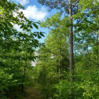 Hunting Property with Home for Sale images 6
