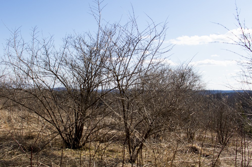 5 acres Bordering State Forest Smyrna NY featured image