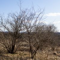 5 acres Bordering State Forest Smyrna NY