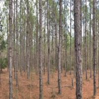 Carter Tract