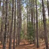 Carter Tract images 2