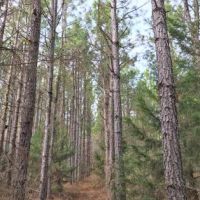 Carter Tract images 3