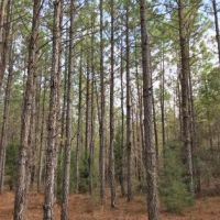 Carter Tract images 5