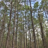 Carter Tract images 6