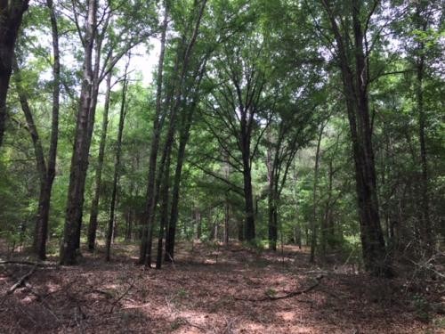 Tomlin Mill Creek Tract featured image