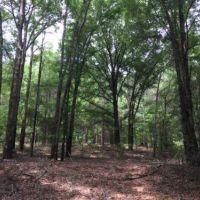 Tomlin Mill Creek Tract images 1