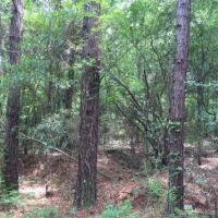 Tomlin Mill Creek Tract images 2