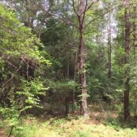 Tomlin Mill Creek Tract images 4