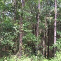 Tomlin Mill Creek Tract images 5