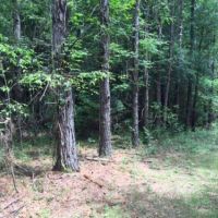 Tomlin Mill Creek Tract images 6