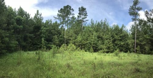 Pine Forest Road Tract featured image