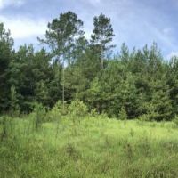 Pine Forest Road Tract