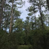Pine Forest Road Tract images 4