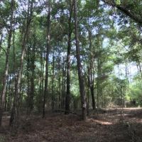 Pine Forest Road Tract images 5