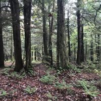 42 acres Custom Built Cabin in the Adirondack Park in Cold Brook NY 465 Christman Road images 3