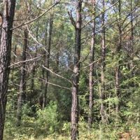 Canoe Creek Tract images 5