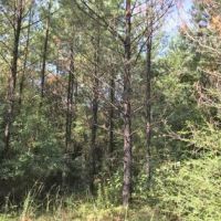Canoe Creek Tract images 6