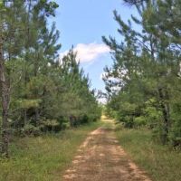 Carr Tract in Castleberry images 6
