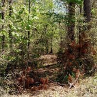 Little Mulberry Creek Tract images 2