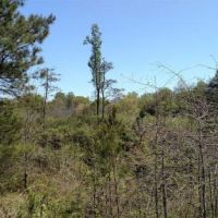 Little Mulberry Creek Tract images 3