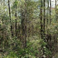 Little Mulberry Creek Tract images 5