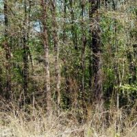 Little Mulberry Creek Tract images 6