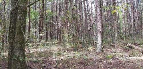 46.16  -acres Beautiful Hunting Land featured image