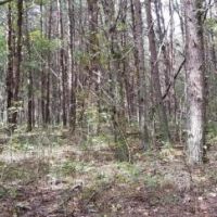 46.16  -acres Beautiful Hunting Land