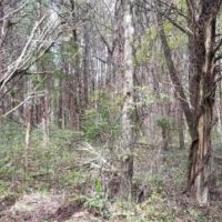 46.16  -acres Beautiful Hunting Land images 2