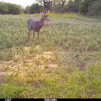 40 acres m l  Appanoose Co.&nbsp; IA images 6