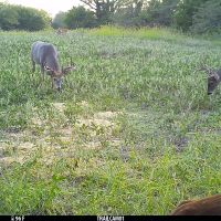 40 acres m l  Appanoose Co.&nbsp; IA images 4