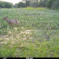 40 acres m l  Appanoose Co.&nbsp; IA images 5