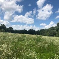 37.2 acres m l  Appanoose Co.&nbsp; IA images 5