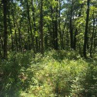 37.2 acres m l  Appanoose Co.&nbsp; IA images 6