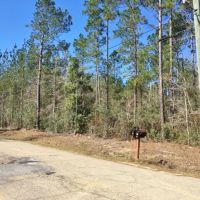 20 Acres Pine Grove Hunting Land &nbsp; Home Site Picayune MS