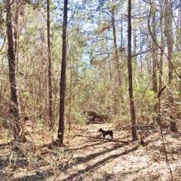 20 Acres Pine Grove Hunting Land &nbsp; Home Site Picayune MS images 2
