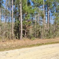 20 Acres Pine Grove Hunting Land &nbsp; Home Site Picayune MS images 3