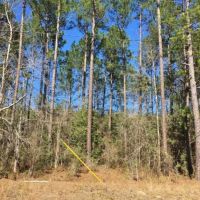 20 Acres Pine Grove Hunting Land &nbsp; Home Site Picayune MS images 4