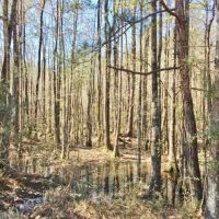 20 Acres Pine Grove Hunting Land &nbsp; Home Site Picayune MS images 5