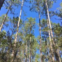 20 Acres Pine Grove Hunting Land &nbsp; Home Site Picayune MS images 6