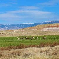 1100 Hay and Cattle Farm Ranch Greybull  Wyoming images 3