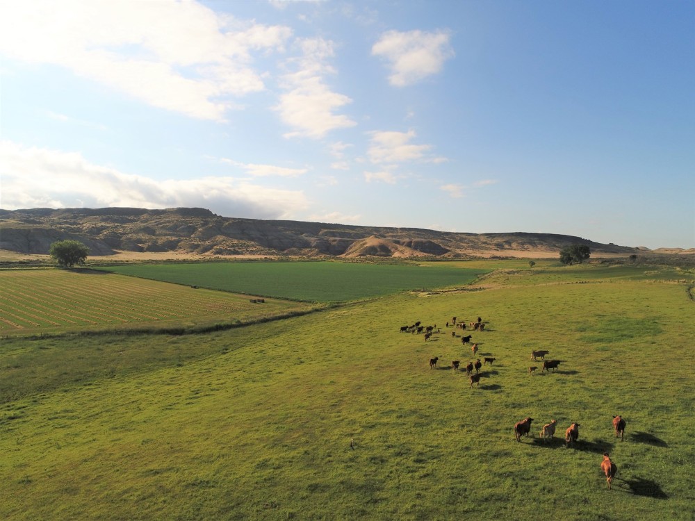 1100 Hay and Cattle Farm Ranch Greybull  Wyoming featured image