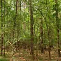 184 Acres in Lincoln County in Brookhaven  MS images 3