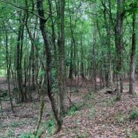 184 Acres in Lincoln County in Brookhaven  MS images 6