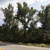 36.30 Acres of Recreational or Hunting Land images 5