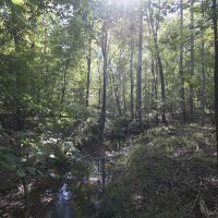 36.30 Acres of Recreational or Hunting Land images 3