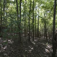 36.30 Acres of Recreational or Hunting Land images 4